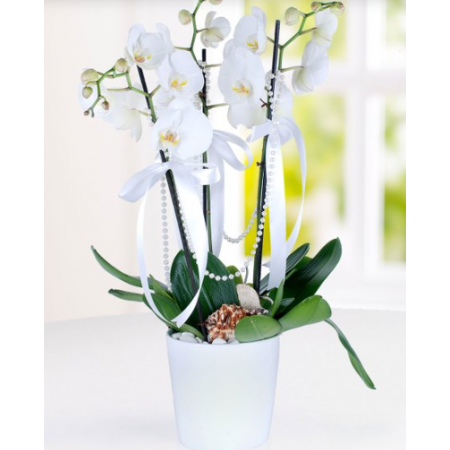 3 dal beyaz orkide
